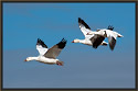 Snow Geese 2458 Thumbnail